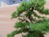 Larix kaempferi, meistras Sebastian Zydek, Lenkija