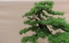 Larix kaempferi, meistras Sebastian Zydek, Lenkija