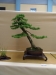 Larix kaempferi, meistras Sebastian Zydek, Lenkija