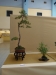 Pinus banksiana, meistras Sebastian Zydek, Lenkija