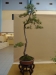 Pinus banksiana, meistras Sebastian Zydek, Lenkija