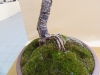Pinus banksiana, meistras Sebastian Zydek, Lenkija