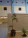 Pinus banksiana, meistras Sebastian Zydek, Lenkija