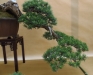Pinus sylvestris, meistras Bernard Jaworowicz, Monakas