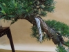 Pinus sylvestris, meistras Bernard Jaworowicz, Monakas