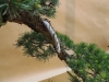 Pinus sylvestris, meistras Bernard Jaworowicz, Monakas
