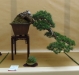 Pinus sylvestris, meistras Bernard Jaworowicz, Monakas