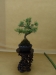 Pinus sylvestris, meistras Bernard Jaworowicz, Monakas