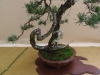 Pinus sylvestris, meistras Rafal Kulesza, Lenkija