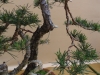 Pinus sylvestris, meistras Rafal Kulesza, Lenkija