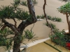 Pinus sylvestris, meistras Rafal Kulesza, Lenkija
