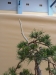 Pinus sylvestris, meistras Rafal Kulesza, Lenkija