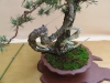 Pinus sylvestris, meistras Rafal Kulesza, Lenkija
