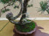 Pinus sylvestris, meistras Rafal Kulesza, Lenkija