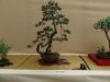Pinus sylvestris, meistras Rafal Kulesza, Lenkija