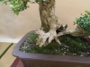 Buxus sempervirens, meistras Bernard Jaworowicz, Monakas