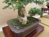 Buxus sempervirens, meistras Bernard Jaworowicz, Monakas