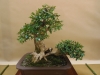 Buxus sempervirens, meistras Bernard Jaworowicz, Monakas