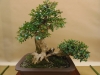 Buxus sempervirens, meistras Bernard Jaworowicz, Monakas