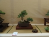 Buxus sempervirens, meistras Bernard Jaworowicz, Monakas