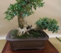 Buxus sempervirens, meistras Bernard Jaworowicz, Monakas