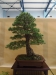 Pinus sylvestris, meistras Delorgeril Baudouin, Monakas