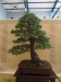 Pinus sylvestris, meistras Delorgeril Baudouin, Monakas