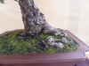 Pinus sylvestris, meistras Delorgeril Baudouin, Monakas
