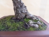 Pinus sylvestris, meistras Delorgeril Baudouin, Monakas