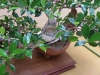 Ficus microcarpa, meistras Grzegorz Wolek, Lenkija