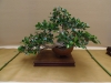 Ficus microcarpa, meistras Grzegorz Wolek, Lenkija