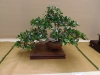 Ficus microcarpa, meistras Grzegorz Wolek, Lenkija