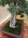 Juniperus communis, meistras Ryszard Lapa, Lenkija
