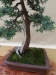 Juniperus communis, meistras Ryszard Lapa, Lenkija