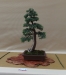 Juniperus communis, meistras Ryszard Lapa, Lenkija
