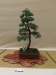 Juniperus communis, meistras Ryszard Lapa, Lenkija