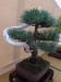 Pinus sylvatica 'Watereri', meistras Rafal Wodzicki, Lenkija