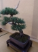 Pinus sylvatica 'Watereri', meistras Rafal Wodzicki, Lenkija