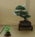 Pinus sylvatica 'Watereri', meistras Rafal Wodzicki, Lenkija