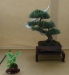 Pinus sylvatica 'Watereri', meistras Rafal Wodzicki, Lenkija