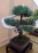 Pinus sylvatica 'Watereri', meistras Rafal Wodzicki, Lenkija
