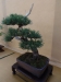 Pinus sylvatica 'Watereri', meistras Rafal Wodzicki, Lenkija
