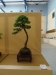 Larix decidua, meistras Agata Wawrzyniak, Lenkija