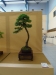 Larix decidua, meistras Agata Wawrzyniak, Lenkija