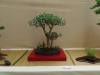 Crassula ovata, meistras Rafal Wodzicki, Lenkija