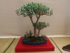Crassula ovata, meistras Rafal Wodzicki, Lenkija
