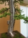 Larix kaempfery, meistras Dariusz Zajac, Lenkija