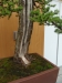 Larix kaempfery, meistras Dariusz Zajac, Lenkija