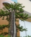 Larix kaempfery, meistras Dariusz Zajac, Lenkija