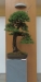 Larix kaempfery, meistras Dariusz Zajac, Lenkija
